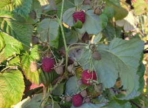 PROIZVOĐAČI STRAHUJU OD NISKIH CENA Malina dobro rodila, ali zbog slabijeg kvaliteta ove godine im nude samo 200 dinara za kilogram