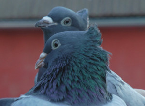 GOLUBARSTVO JE IZUZETNO CENJENO U SVETU Golub sa pedigreom zna da košta čak do pedeset hiljada evra (FOTO/VIDEO)
