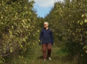 MLADEN ŽIVI U LONDONU, A U RODNOM SELU PODIGAO ŠLJIVIKE ZA PONOS Petnaest hektara pod zasadom i preko 6.000 stabala autohtone sorte za najbolju srpsku rakiju(FOTO)