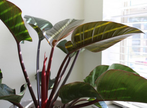 Najpoželjnija SOBNA bijka na svetu: Da li krasi i vaš dom?