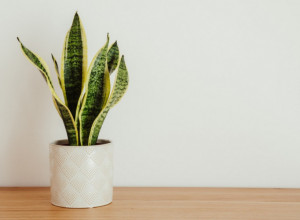 PRIVLAČE NOVAC, A LAKO SE ODRŽAVAJU Ove 2 biljke morate imati u kući