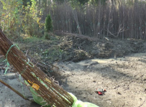 SEĆATE SE KAKO SU SVI SADILI ORAHE I LEŠNIKE? Srpski voćari odustali, ponovo hrle za ovim voćem, ogromna zarada crvenog i plavog zlata