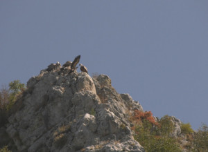 TAJNI ŽIVOT BELOGLAVIH SUPOVA Mužjaci lenji i nije im do leta, a Jefimija raširila krila i "zapalila" iz Srbije u toplije krajeve