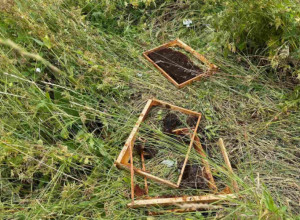 MEČKA OPET ZAIGRALA PRED VRATIMA IVANJIČANA I NAPRAVILA LOM Prvi put u istoriji zabeleženo da je ova krupna zver sišla sa Golije i stigla do sela Međurečje