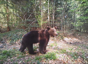 ODBAČENO OD MAJKE, GLADNO I DEZORIJENTISANO Ovo je istina o mečetu sa Zlatibora o kom je pre par dana brujala Srbija