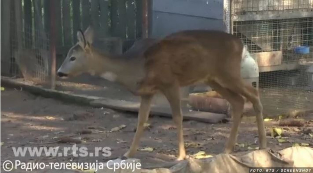 Lenka je kod Filipovića u dvorište stigla kao povređeno lane, a sada je ova pitoma srna njihov omiljeni ljubimac