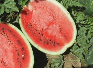 NEVEROVATAN PRIZOR ZA OVO DOBA GODINE U bašti Slaviše iz sela Drača u centru Srbije, lubenice rodile u decembru