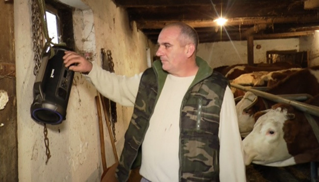HIT! UZ MUZIKU SA RADIJA DAJU VIŠE MLEKA Stevan sa Suvobora ostao u čudu nakon saznanja šta slušaju njegove krave
