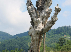 MISTERIJA NA JELICI TRAJE VEKOVIMA Da li srpska planina nosi ime po prelepoj Gružanki ili Svetom Iliji?