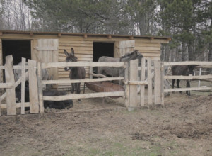 Igor otkupio imanje na krovu Zapadne Srbije kako bi uzgajao zaboravljene životinje: Na Sokolskim planinima kao i pre dva veka žive "pramenke" i brdski konji