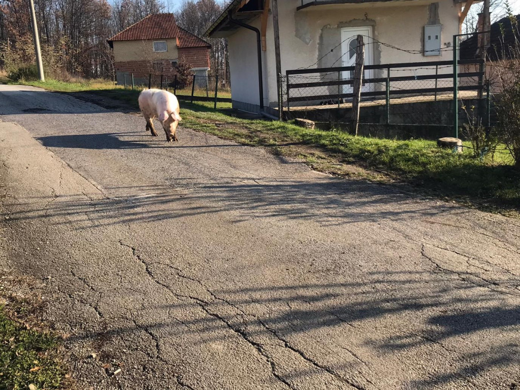 RUŽO, GDE SI KRENULA, VODIM TE NA PARENJE Nesvakidašnja slika zaplašila stanovnike Čačka