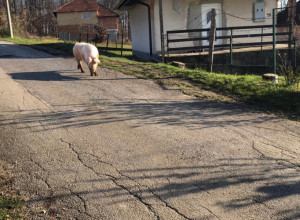 RUŽO, GDE SI KRENULA, VODIM TE NA PARENJE Nesvakidašnja slika zaplašila stanovnike Čačka
