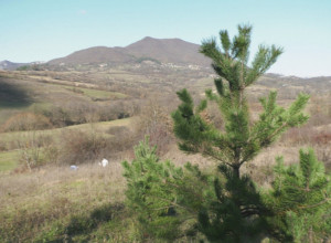 VUKAŠINOVA ŠUMA - SVAKO DRVO ZLATA VREDNO Stefan zasadio desetine stabala kako se ne bi "disalo na škrge"