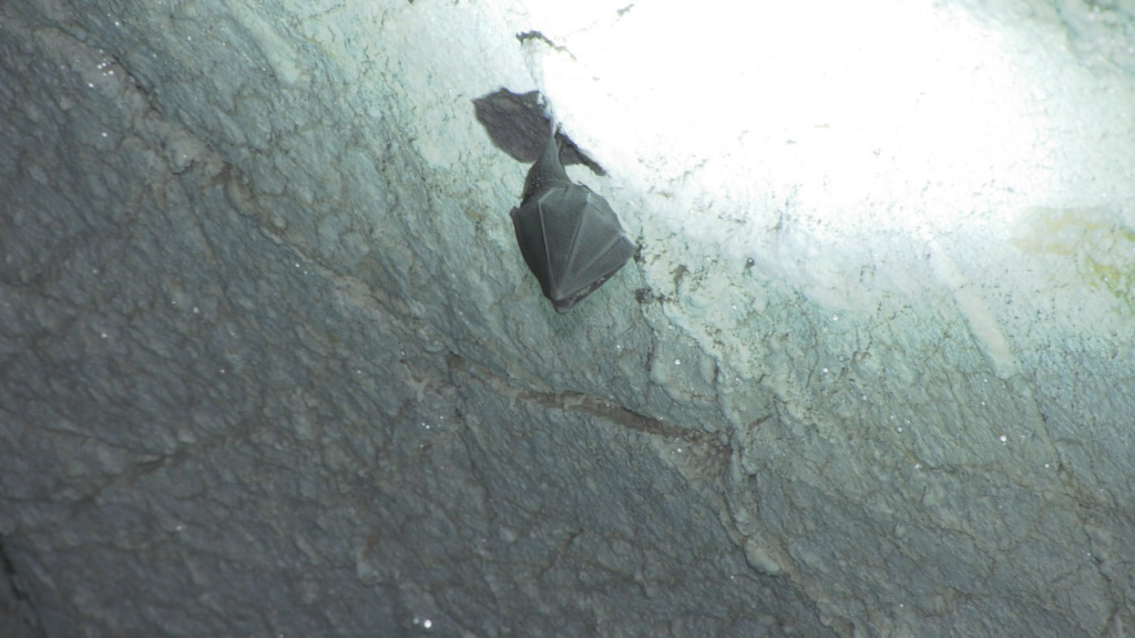 Retki golubovi kriju se u Ušačkoj pećini:  Izuzetno speleološko bogatstvo smešteno u veličanstvenom kanjonu reke Uvac (FOTO)