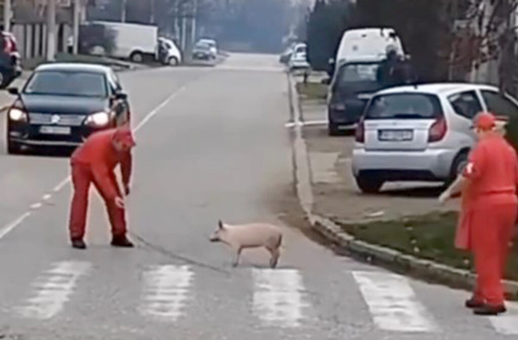 „Zaslužio pomilovanje“: Najluđi događaj stiže s Altine i dostojan je filma (VIDEO)