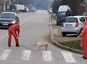 „Zaslužio pomilovanje“: Najluđi događaj stiže s Altine i dostojan je filma (VIDEO)
