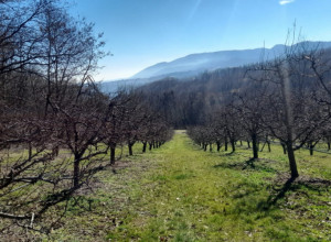 SAVETI ZA VOĆARE Sunčani dani pokrenuli vegetaciju, voćari u strahu, šta raditi da nam se ovogodišnji rod ne desetkuje?