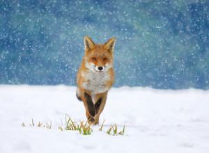 ZLATIBOR IMA NOVU MASKOTU Na srpskoj planini su navikli na konje i krave, ali sada su dobili novog "ljubimca"