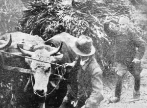 BRZE NOGE I ŠAJKAČA NAKRIVO Kako je kralj Petar srušio olimpijske snove jednog seljaka iz Žarkova