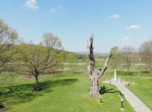 "VESTI SA NEBESA" Drvo zapis "predvidelo" sve nesreće Obrenovića, a najavilo i propast Slobodana Miloševića