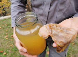 Gljiva koja je ratnicima Džingis Kana davala energiju i zdravlje danas se uzgaja u tegli i u Srbiji