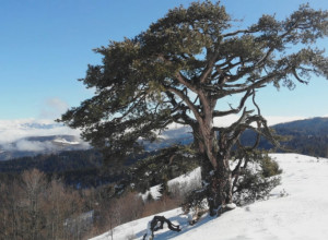 SVAKO JUTRO SMO SA STRAHOM GLEDALI KA NJEMU Simbol Srbije izdržao jake udare snega i vetra