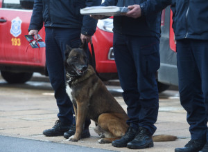 HEROJ IDE U ZASLUŽENU PENZIJU Pas Zigi više neće biti na spasilačkoj dužnosti, poznato i gde će provoditi stare dane (FOTO)