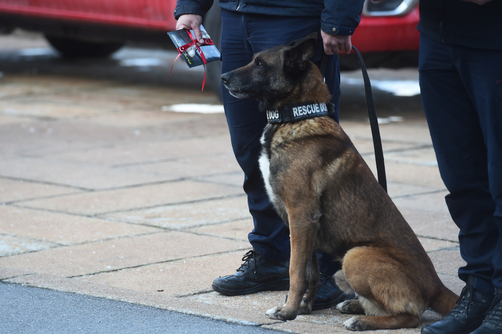 PAS HEROJ SE VRATIO U SRBIJU Ko je Zigi, neustrašivi junak koji je spasio dva života u Turskoj? (FOTO)