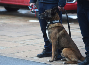 PAS HEROJ SE VRATIO U SRBIJU Ko je Zigi, neustrašivi junak koji je spasio dva života u Turskoj? (FOTO)