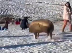 SVINJA DOŠLA NA SANKANJE Hit scena na Zlatiboru zbunila i nasmejala turiste (VIDEO)