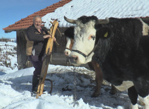 Volovi su najbolji prijatelji meštana na Kamenoj Gori: Ove životinje svakodnevno probijaju snežne smetove i čiste put do zavejanih domaćinstava