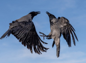 Šta rade ptice kada se umore u letu? Neverovatno je kako zapravo spavaju