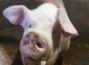 PONELI ŽIVO PRASE NA URANAK, NIKO NIJE HTEO DA GA ZAKOLJE, A ONDA... Hit priča sa društvenih mreža nasmejala Srbiju (FOTO)