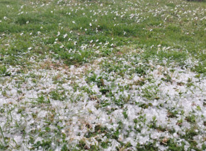 SAMO SE ODJEDNOM SMRKLO Jako olujno nevreme praćeno gradom pogodilo sela u ovom kraju Srbije