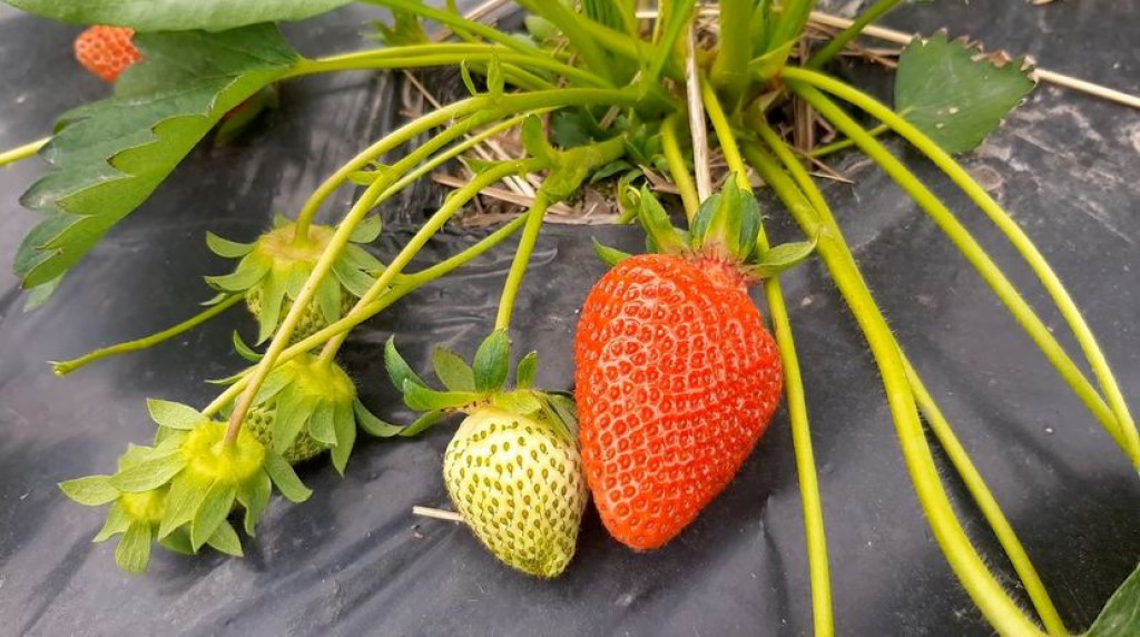 VREME JE DA POSADITE JAGODE U SAKSIJE: Poštujte ova pravila, negujte ih na OVAJ način i imaćete prelepe voćke na balkonu