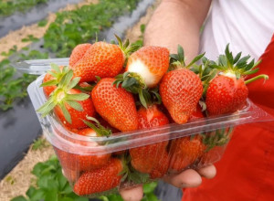 Domaće jagode stižu na srpske pijace za samo deset dana, Dragan iz Zagorice bere ovo voće pre drugih, a već unapred je sve rasprodato