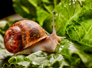 PRAVO ČUDO U BAŠTOVANSTVU, PRIRODNA ZAMENA ZA PESTICIDE: JEFTINA, zemlja se čisti, cveće buja, a puževi beže