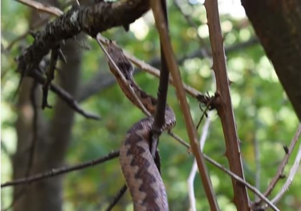 I ZMIJE SE ZBUNILE, POSKOK SNIMLJEN NA TARI! Umesto da spava, on se "šetka", evo šta kaže narodno verovanje