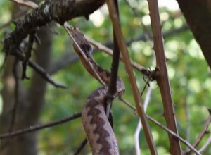 I ZMIJE SE ZBUNILE, POSKOK SNIMLJEN NA TARI! Umesto da spava, on se "šetka", evo šta kaže narodno verovanje