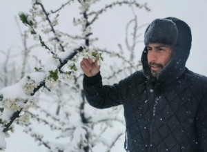 Sve je uništeno, ni najstariji meštani ovo ne pamte: Sneg i led potpuno će desetkovati ovogodišnji rod šljiva u čačanskom kraju
