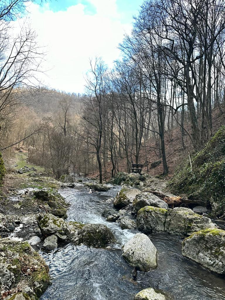 Želite da obiđete prašumu? Ne morate daleko, jer ih i u Srbiji ima nekoliko