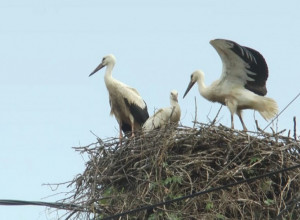 Stigle rode i "donele" decu: Bebi bum u Čačku koji mnogi simpatično povezuju sa povratkom dugonogih ptica