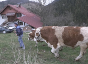 Obrnuli vola od jedne tone kao od šale, snažna životinja mora da se preobuje: Rabadžije sa Zlatara potkivaju svoje mezimce, prvi na red došao je Cvetko (FOTO)