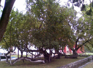 Drvo kojeg više gotovo da nema, a tako je zdravo i lekovito: Generacije su jele njegove plodove i pucale od zdravlja