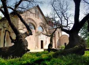 NAJSTARIJE ZAŠTIĆENO STABLO SRBIJE Šta povezuje Šam-dud u Pećkoj patrijaršiji i Krušedol na Fruškoj gori?