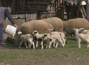 Prirodni fenomen u Šumadiji! U selu Ljuljaci ovca Belka na svet donela čak pet jagnjadi: Domaćin Milisav ostao u čudu, ovako nešto ne pamte ni najstariji meštani