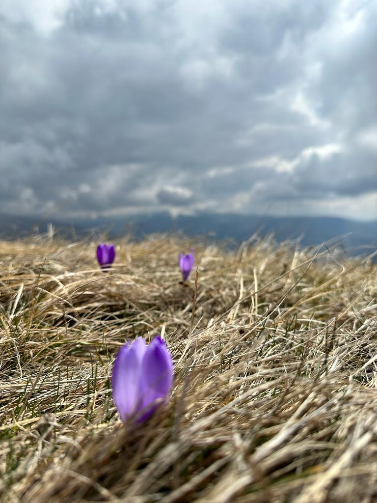 ŠAFRAN JE NAJSKUPLJI ZAČIN NA SVETU, A IMA GA U IZOBILJU NA OVOJ SRPSKOJ PLANINI Cveta samo tri sedmice godišnje, a vreme mu je SAD