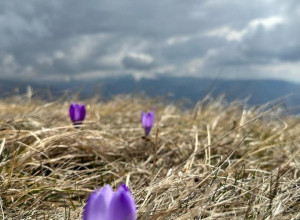ŠAFRAN JE NAJSKUPLJI ZAČIN NA SVETU, A IMA GA U IZOBILJU NA OVOJ SRPSKOJ PLANINI Cveta samo tri sedmice godišnje, a vreme mu je SAD
