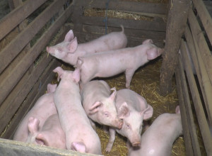 Dragan svoje prasiće pred praznike sve rasprodao unapred i to preko telefona, cena po kilogamu drži se na 500 dinara ali neki prodaju i skuplje