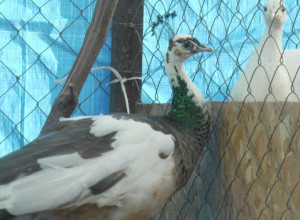 U ovom srpskom domaćinstvu žive najlepše ptice na svetu: Dragan godinama uzgaja paunove raskošnog repa, rajska pera duža i od dva metra